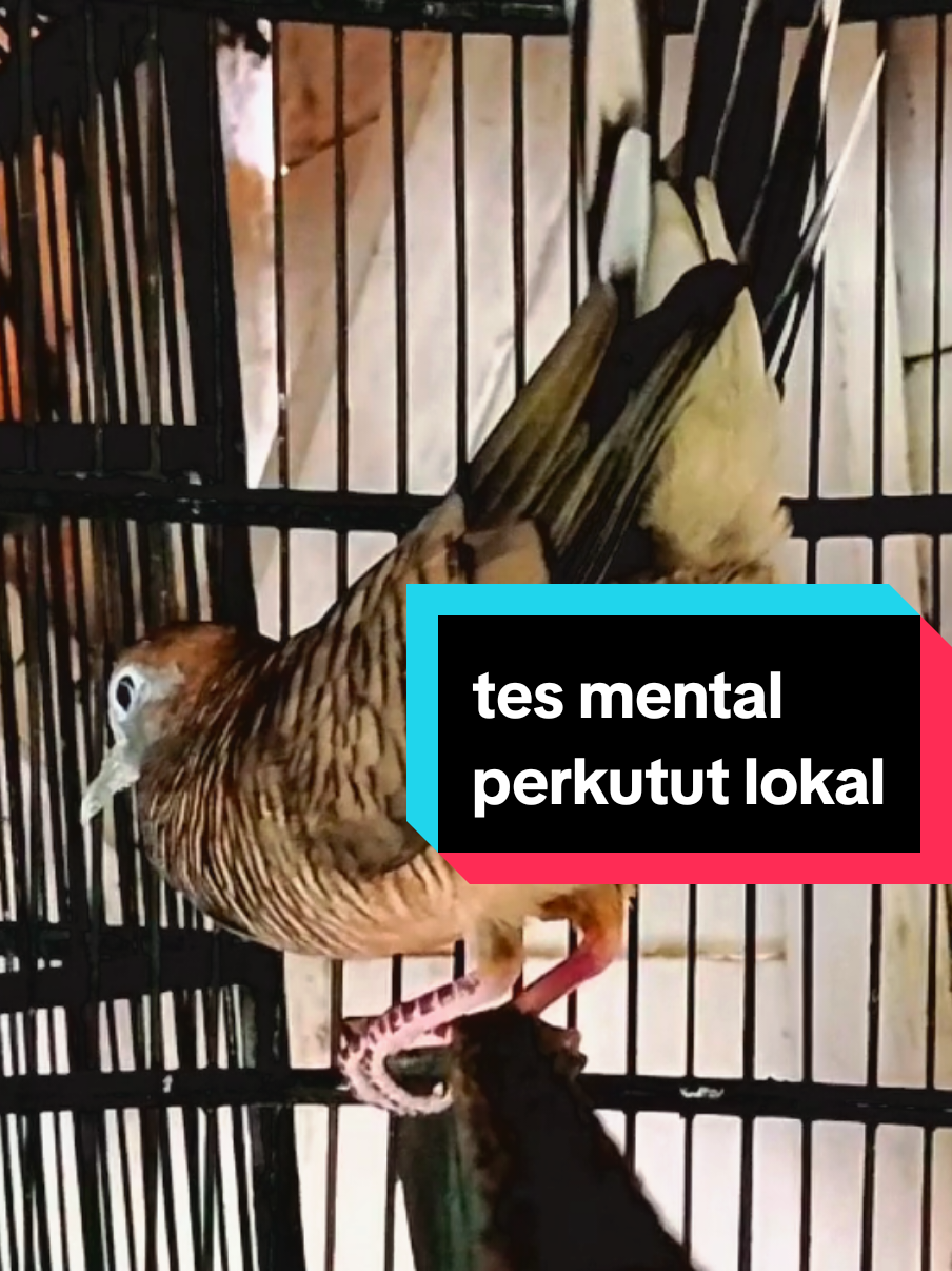 perkutut lokal bekur #perkutut #perkututlokal #perkututgacor #perkututkaturanggan  #merbokkampung 