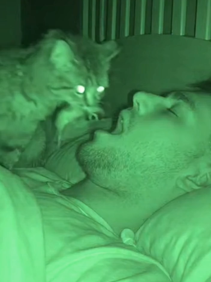 #funny #drole #sora #ia #chat #chaton #cat