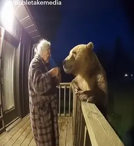 #ohmy#bear#huge#feed#midnightsnack 🐻 🙌