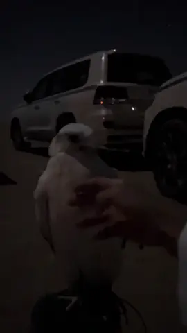 #الافلاج #fyp 