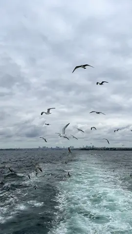 Boğaz Boğazı🇹🇷🤍#تركيا🇹🇷اسطنبول #مضيق_البوسفور #بوسفور #istanbul🇹🇷 #turkey 