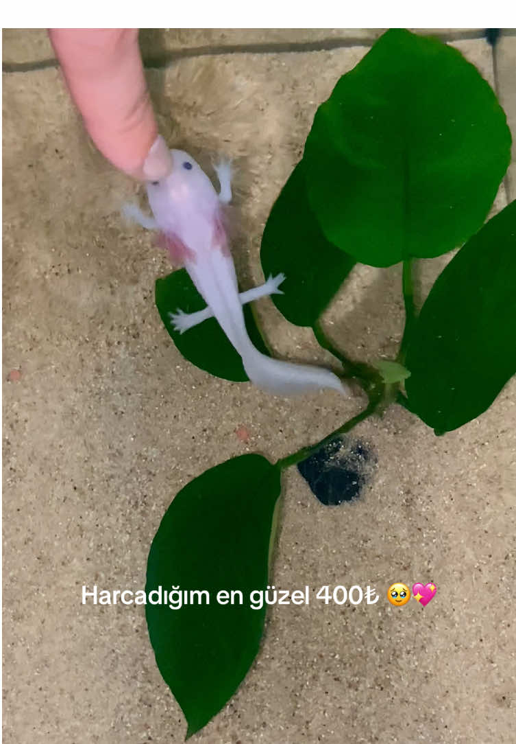 Aww🥹💖 . . . . . #axolotl #akvaryum #keşfet #fyppppppppppppppppppppppp #beniöneçıkart 