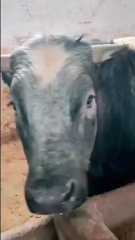 #🐂🤠💯 ربي يبارك ❤️‍🔥 فلاح جلاصي ❤️‍🔥🫡❤️‍🔥 🐂🥩