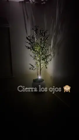 #olivetree #decorhome #homecozy #arboldeolivo #aidy_hdez 