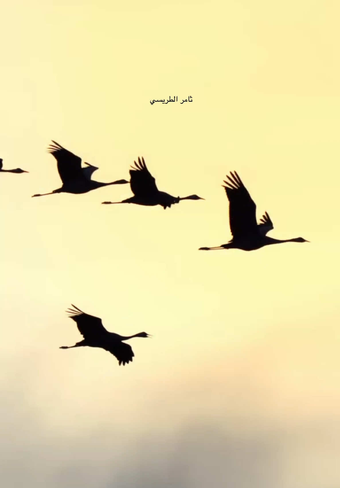 #اكسبلور #ثامر_الطريسي #الرهو_الكرك_رهو_كرك_مقناص_صيد_رمي_مقناص #اكسبلورexplore #الشعب_الصيني_ماله_حل😂😂 