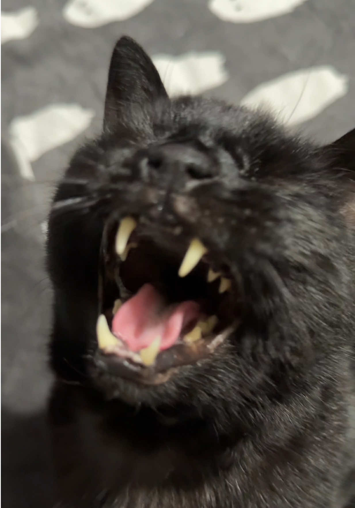 Teefie Tuesday!🐈‍⬛🖤 (life of a showgirl version) 💃  . . . #cat #cats #blackcat #blackcats #taylorswift 