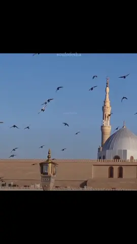کاش! میں بھی ان کبوتروں میں ہوتا جو حرم کے آسمان پر اڑتے ہیں...   جہاں دل کو سکون، اور روح کو قرار ملتا ہے 🕊️🤍 #ليتني_في_سرب_الحمام   #Makkah   #Haram   #PeaceOfHeart   #IslamicNasheed                             