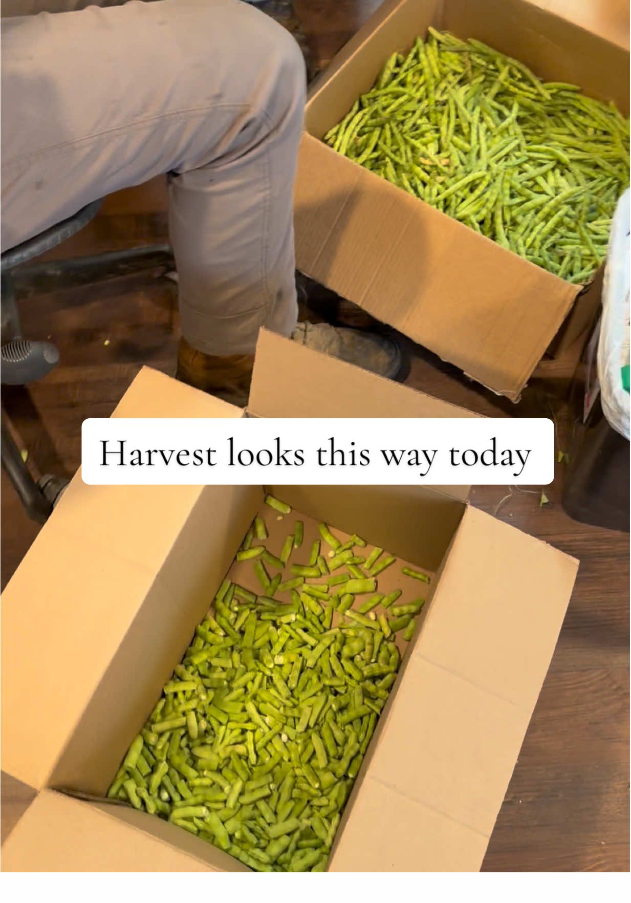 We got a rainy day and the harvest crew thought they was getting out of beans 😂😂 little did they know ….  #fyp #harvest2025 #farmtok #dailyvlog #viral @steven.thomas.4630 @Farmerjohn416 @Jonathan Amos Gaskins @Thomas Erler 