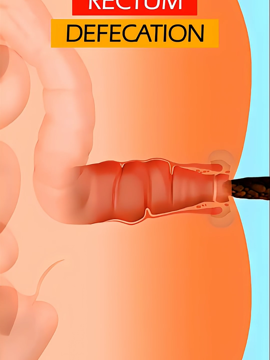 This how your digestive system works ❣️😊🩺 #digestivesystem #anatomy #digestion #medical #fyppppppppppppppppppppppp 