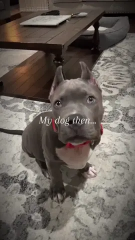 The definition of “fresh and flawless” Gotti approved 💫 #TheGlowUp #KingGotti #BullyStyle #SpaDayDoneRight #HandsomeBoy