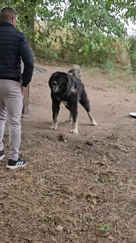 Aryol,un caucazian feroce,la domnul Vali Dumitru.