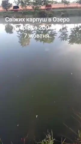 #сом #іршава #fishing #карп #дубрівка 