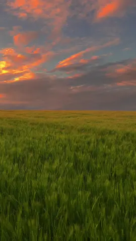 I wish you could know 