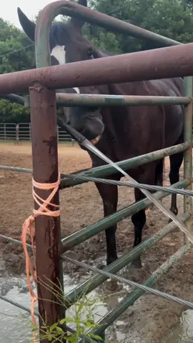 #EquestrianLife#RescueHorse #HorseForAdoption #AdoptDontShop #HorseRehoming #ForeverHome #HorsesInNeed #GiveAHorseAChance #funnyhorses #WaterIsLife #ThirstyMuch #DrinkYourWater 