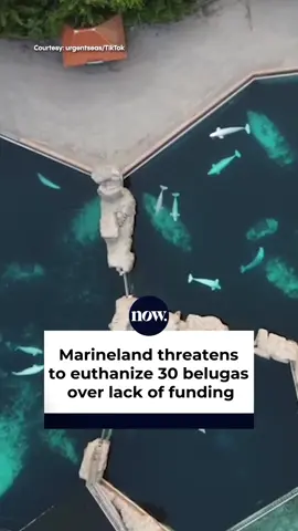 #Marineland is allegedly threatening to euthanize 30 beluga whales after the government denied its requests for funding, as the park reportedly said it’s going through financial difficulties and unable to keep caring for the animals. #Canada