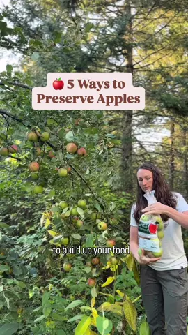 🍎Here’s 5 EASY ways to preserve apples to enjoy all year long: 1) Dehydrated slices - A great healthy snack, but also delicious in my Ground Venison Jerky! (my recipe is on my website✨) 2) Canned applesauce - We go through about 24 pint jars a year, so this is a big one for us! I use the basic recipe from the Ball Canning book. 3) Freeze dried slices - perfect for snacking, or rehydrate them to bake an apple crisp! 4) Brew hard apple cider - This has become such a fun tradition to do with my mom ☺️. Delicious, too! 5) Ferment the skins and peels into apple scrap vinegar - nothing goes to waste around here! I posted a reel a few days ago on how to make this 🙌🏼 Don’t have time for any of that? No worries! You can bag up the unblemished ones in a plastic bag and store them in the fridge for at least 6 months. We pack away ~30 lbs of apples this way. What other methods am I missing? What are your favorites? #apples #foodpreservation #applesauce #appleseason 