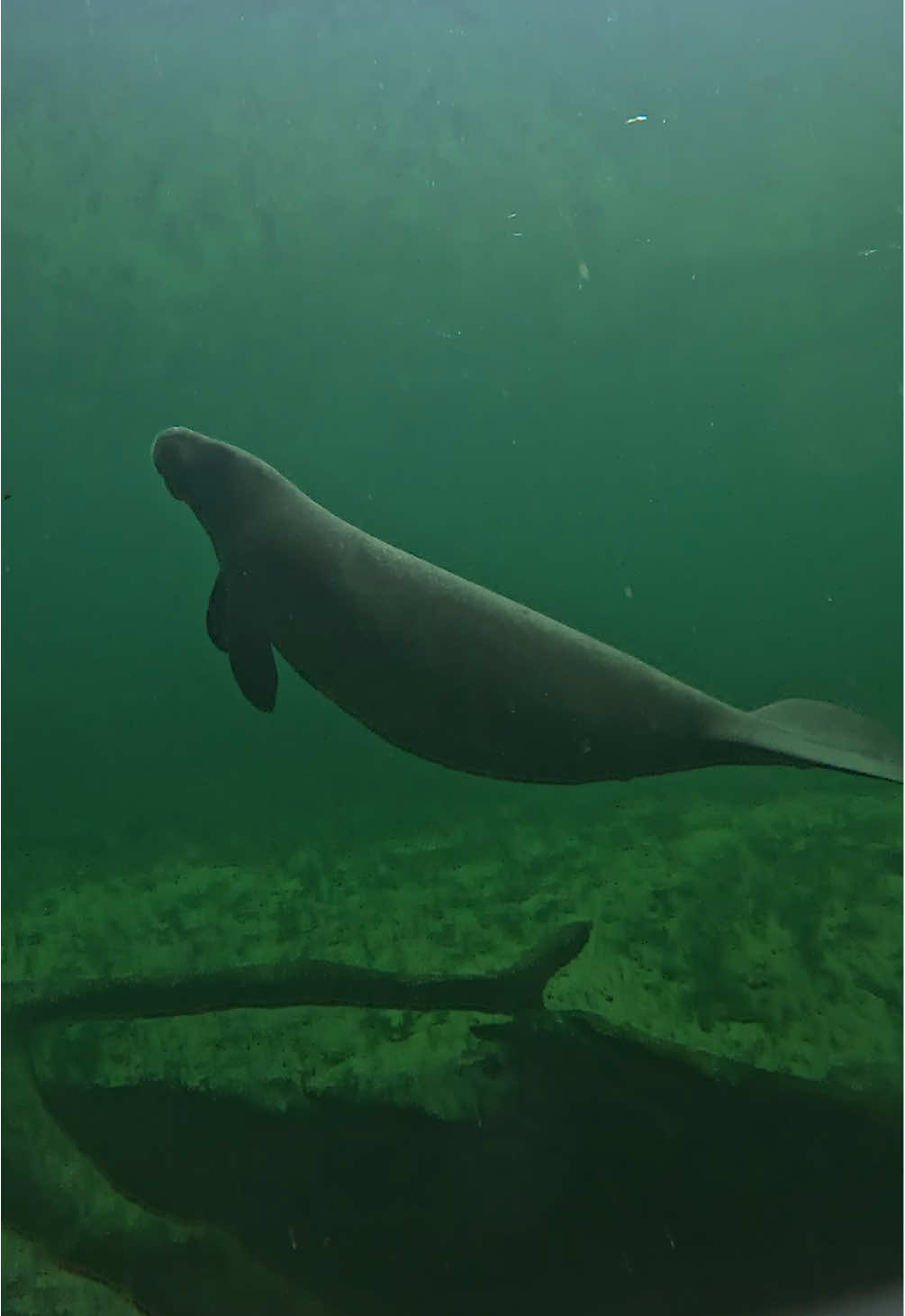 two manatees this day 🙈 they are so funny and curious when their personalities come out, but manatees are mostly shy.  #manatees #floridasprings #freediving #freshwater #snorkeling 