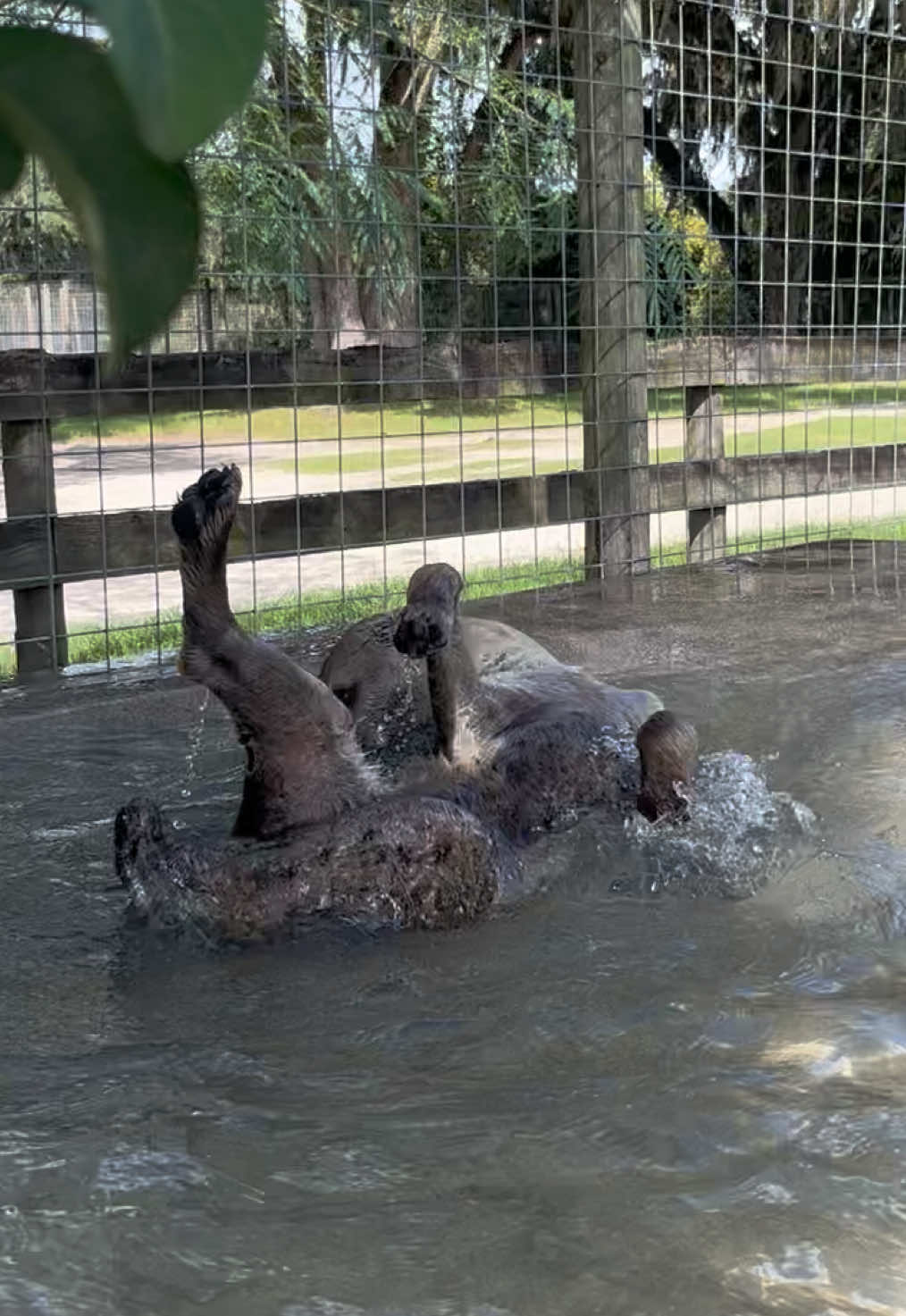 A great day to be a hyena keeper  Who am I kidding that’s every day #hyena #spottedhyena #zookeeper #zoolife #swimming 