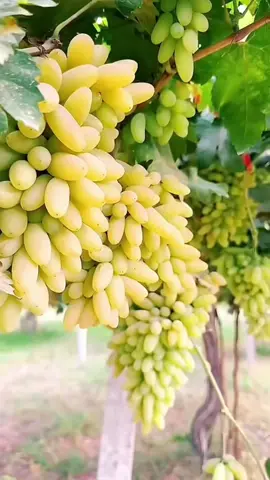 Anggur Banana dikenal karena bentuknya yang unik. Buahnya memiliki bentuk lonjong yang khas, mirip dengan pisang mini, yang menjadi asal namanya.  Anggur ini memiliki rasa yang sangat manis dengan tingkat kemanisan yang tinggi, bahkan bisa mencapai 18 hingga 22 brix, jauh di atas kebanyakan jenis anggur lainnya.  Daging buahnya tebal dan dapat dimakan langsung tanpa perlu dikupas.  Anggur Banana merupakan jenis anggur meja yang berasal dari Jepang. 