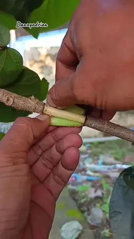 Easy FRUIT Tree Grafting Methods to Try at Home #grafting #plants 