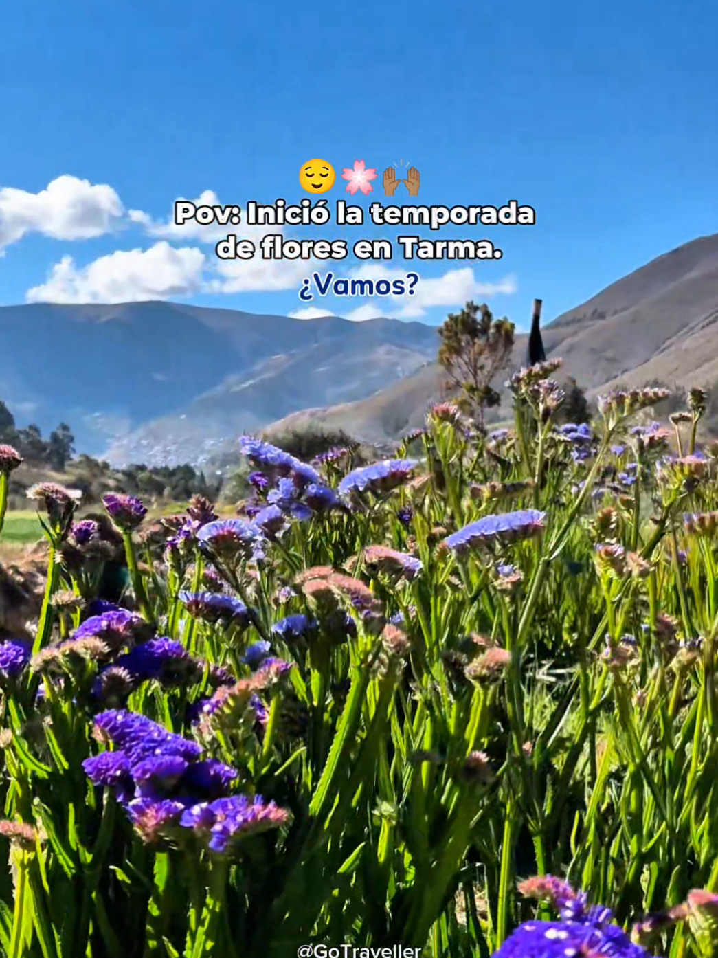 Inició la temporada de flores en Tarma 😌🌸🙌🏽 🗓️ Salimos los Viernes y Sábados en la noche desde Lima. 🌿 Aprovecha está época para conocer lo mejor de Tarma 💐 🪻¿Vamos? 🪻 #tarma #valledelasflores #huagapo #laperladelosandes #tarmaperu 