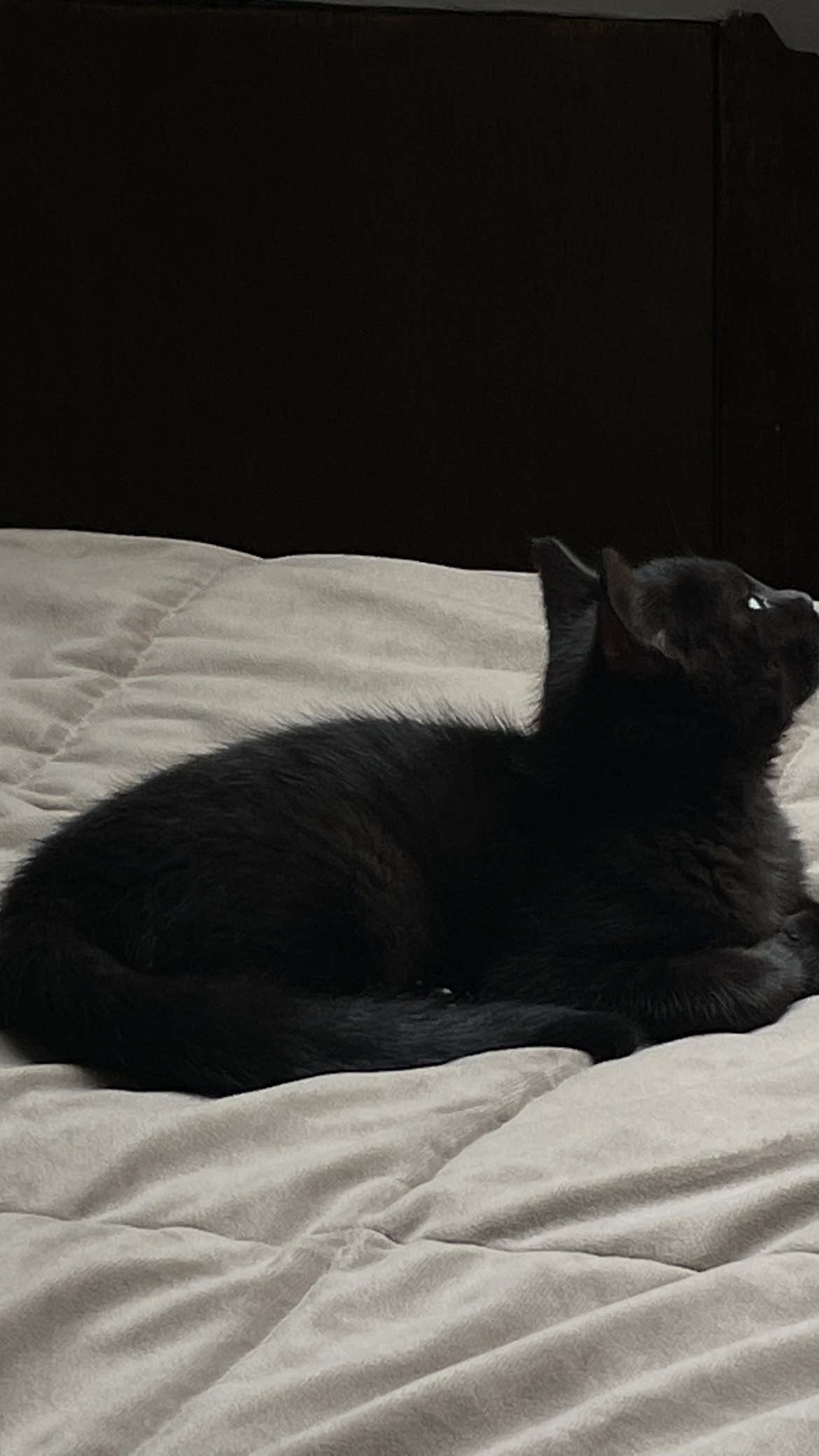 Comfort TV Show #supernatural #winchester #comfortshows #fall #autumn 