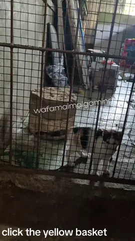 #whiskas #kitten #fy #wetfoodcat #kitten 