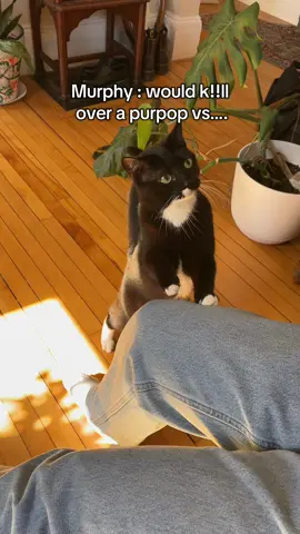 That video of Murphy’s tumor is still getting attention and thank you sm💗💗💗 but she’s okay! (Just kinda ev!l) #fypシ #viral #cattok 