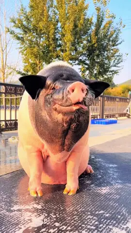 #PetMealTime #AdorableEaters #PetSnacking #PetVids #ForYou 