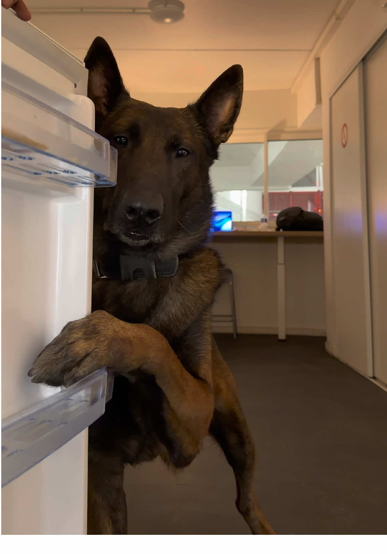 Raeizon fait la Trend #sugaronmytongue #viral #trend #dog #fyp 
