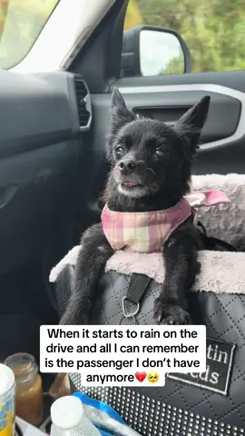 I miss you Stormy⛈️Sorry for the sappy post everyone💔  #petloss #grief #rescuedog #restinpeace 