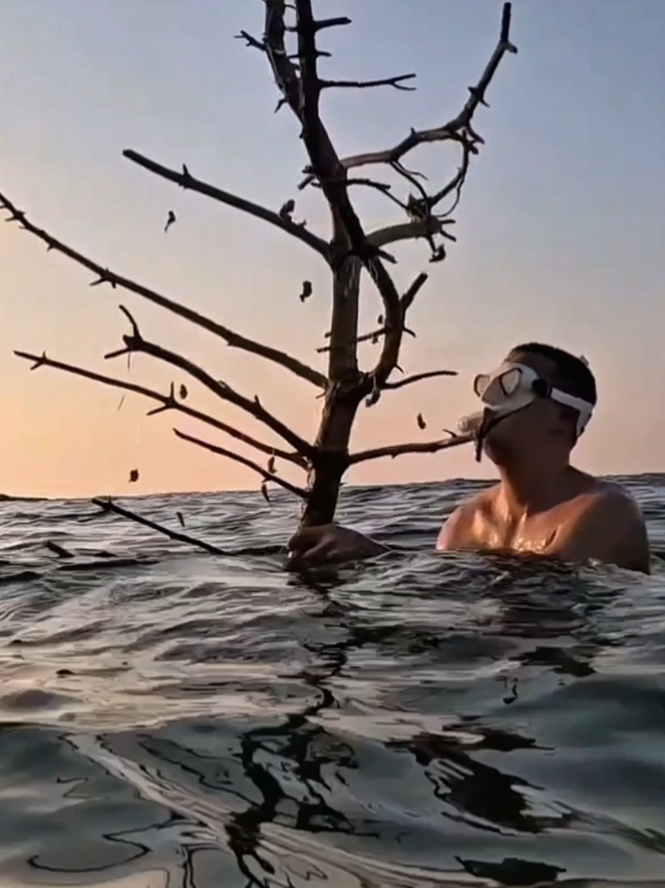 زرعت شجرة في البحر تنتج الأسماك بدل الفواكه 🌳🐟