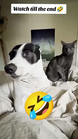 PART 59| Tty not to laugh 🤣🤣 funny dogs voiceover 😂🤣  #dog #doglover #funnydog #voiceover #fyp 