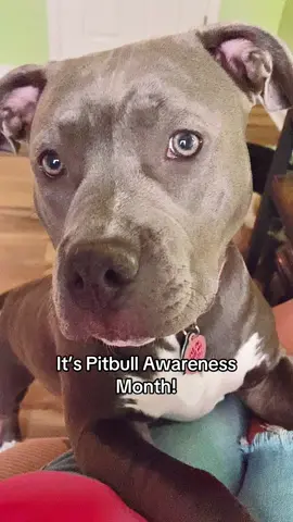 #dogsoftiktok #pitbullsoftiktok #pitbull #pittiesoftiktok 