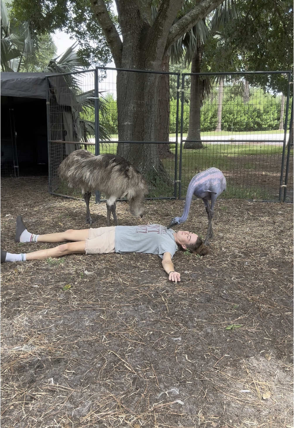 Pretending to faint in the emu pen to see if any of them care. #farmlife 