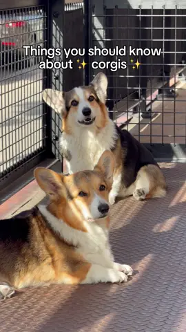 Corgis are the best breed ever would you agree? 😊 #corgi #dogbreeds #welshcorgi 