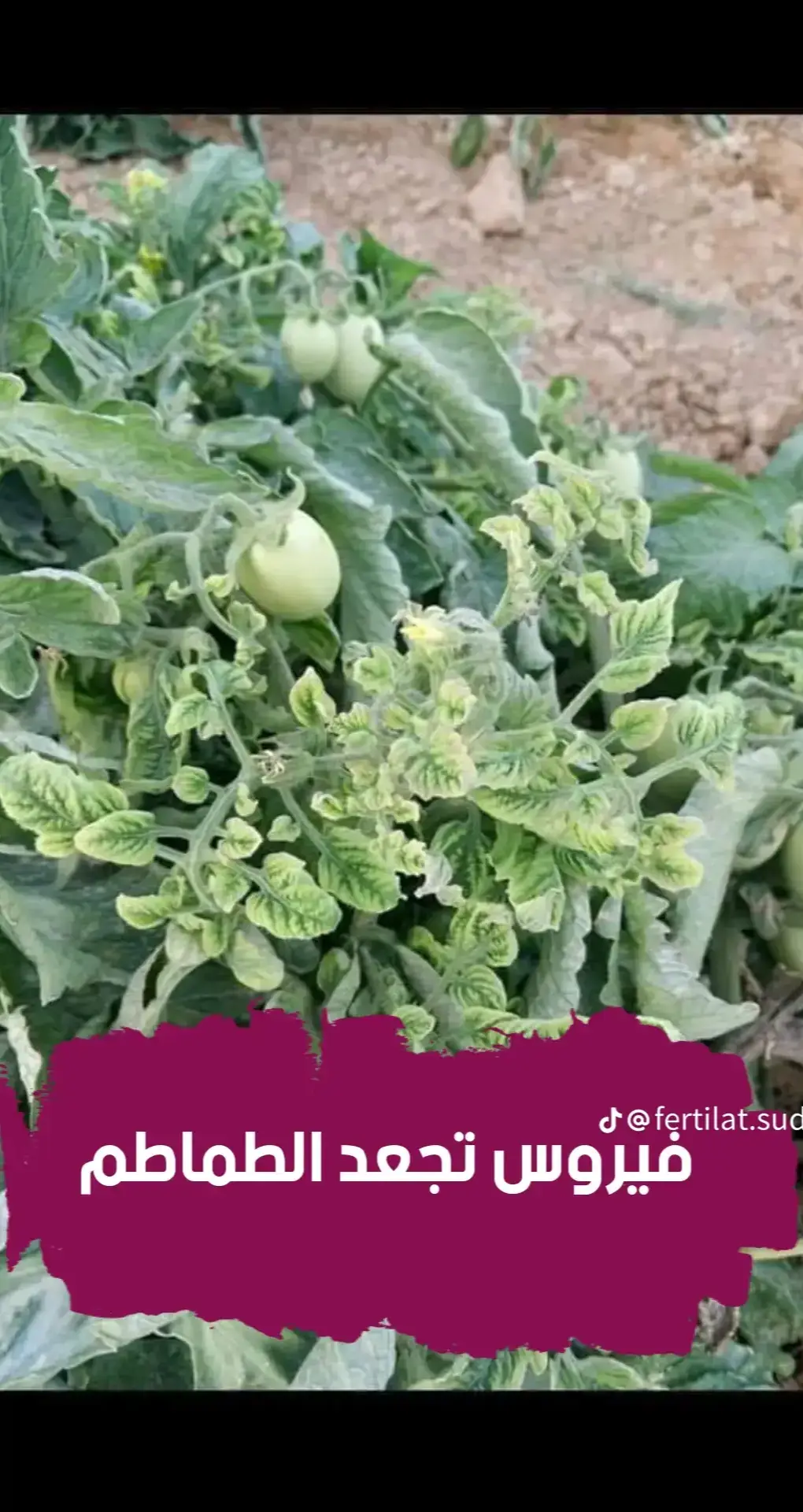 فيروس اصفرار وتجعد أوراق الطماطم (الكرمشه او الكرمته) (Tomato Yellow Leaf Curl Virus – TYLCV) من أخطر الفيروسات التي تصيب محصول الطماطم في العالم، ويسبب خسائر كبيرة في الإنتاج إذا لم تتم المكافحة مبكرًا. إليك شرحًا شاملًا وسهلًا 👇  🧬 الاسم العلمي للمرض  Tomato Yellow Leaf Curl Virus (TYLCV) وينقله ذبابة بيضاء من نوع Bemisia tabaci.  🍅 المحاصيل التي يصيبها  • الطماطم (الأساسية)  • الفلفل والباذنجان بدرجة أقل  • بعض نباتات العائلة الباذنجانية الأخرى  🌿 أعراض الإصابة المميزة  • تجعد الأوراق لأعلى خاصة الأوراق العليا الحديثة.  • اصفرار الأوراق تدريجيًا مع بقاء العروق خضراء.  • صغر حجم الأوراق وزيادة سمكها.  • توقف النمو الخضري وضعف التزهير والعقد.  • في حالات الإصابة الشديدة:  • يقل عدد الثمار جدًا.  • تظهر الثمار صغيرة الحجم وضعيفة التلوين.  📌 ملاحظة: الفيروس لا ينتقل بالبذور أو اللمس، وإنما حصريًا بواسطة الذبابة البيضاء أثناء تغذيتها على العصارة النباتية.  🪲 الناقل الرئيسي  🔸 الذبابة البيضاء (Bemisia tabaci)  • تمتص العصارة وتنقل الفيروس من نبات مصاب إلى سليم خلال دقائق.  • تظل الحشرة ناقلة للفيروس طوال حياتها.  ⚔️ مكافحة الفيروس  🟢 أولاً: الوقاية (وهي الأهم)  • استخدام شتول خالية من الفيروس من مشاتل موثوقة يعني من في الحوض ولا المشتل ترش كل 5 يوم  • اقتلاع النباتات المصابة فور ظهور الأعراض وحرقها بعيدًا.  • تطهير الأرض والمشتل بعد كل موسم.  • الزراعة المبكرة قبل زيادة أعداد الذبابة في الجو.  • زراعة مصدات هوائية مثل الذرة حول الحقل لتقليل دخول الذبابة.  🔴 ثانيًا: مكافحة الذبابة البيضاء (الناقل)  السيطرة على الذبابة = منع انتقال الفيروس 💡  🔹 قبل الزراعة:  • غمر الشتول بمحلول من مبيد جهازي مثل:  • أكتارا (Thiamethoxam)  • كونفيدور (Imidacloprid) بمعدل 1 جم لكل لتر ماء لمدة 5–10 دقائق.  🔹 بعد الشتل:  • رش مبيد جهازي كل 7–10 أيام بالتناوب:  • أكتارا +هتسيل أو أي مبيد بحمل مادة بوبروفوس (Buprofezin    • بعد أسبوع' لمبدا سايهالوثرين + دلتا مثرين (ملامس) يعني دي زي مبيد     لمباده سيل +دسيس او ديلوكس الترا     • بعد 10 أيام: كلورفينبير + أو أسيتامبريد (Acetamiprid) زي مبيد  •      توتا سام + قولدبلان • بعد  طبعن دي اسماء مواد فعاله  الرش يكون في مساءً مع التركيز على السطح السفلي للأوراق ودائما رش يكون وقائي  🧫 ثالثًا: دعم النبات وتقوية المناعة  • رش كالسيوم + بورون لزيادة قوة الأوراق.  • استخدام مستخلصات الطحالب أو الهيوميك لتحفيز النمو.  • تسميد متوازن (بدون إسراف في النيتروجين).  • استخدام منشطات مناعة مثل السيليكون أو الأحماض الأمينية.  🚫 ملاحظة مهمة  لا يوجد علاج مباشر للفيروس بعد دخول النبات، لكن يمكن إبطاء انتشاره وتقوية النباتات السليمة بالمكافحة الوقائية الدقيقه والتسميد المتوازن #agriculture #fypage #plants 