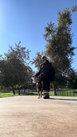 Baretta #realdealdogtraining #dogs #parklife #germanshepherd 