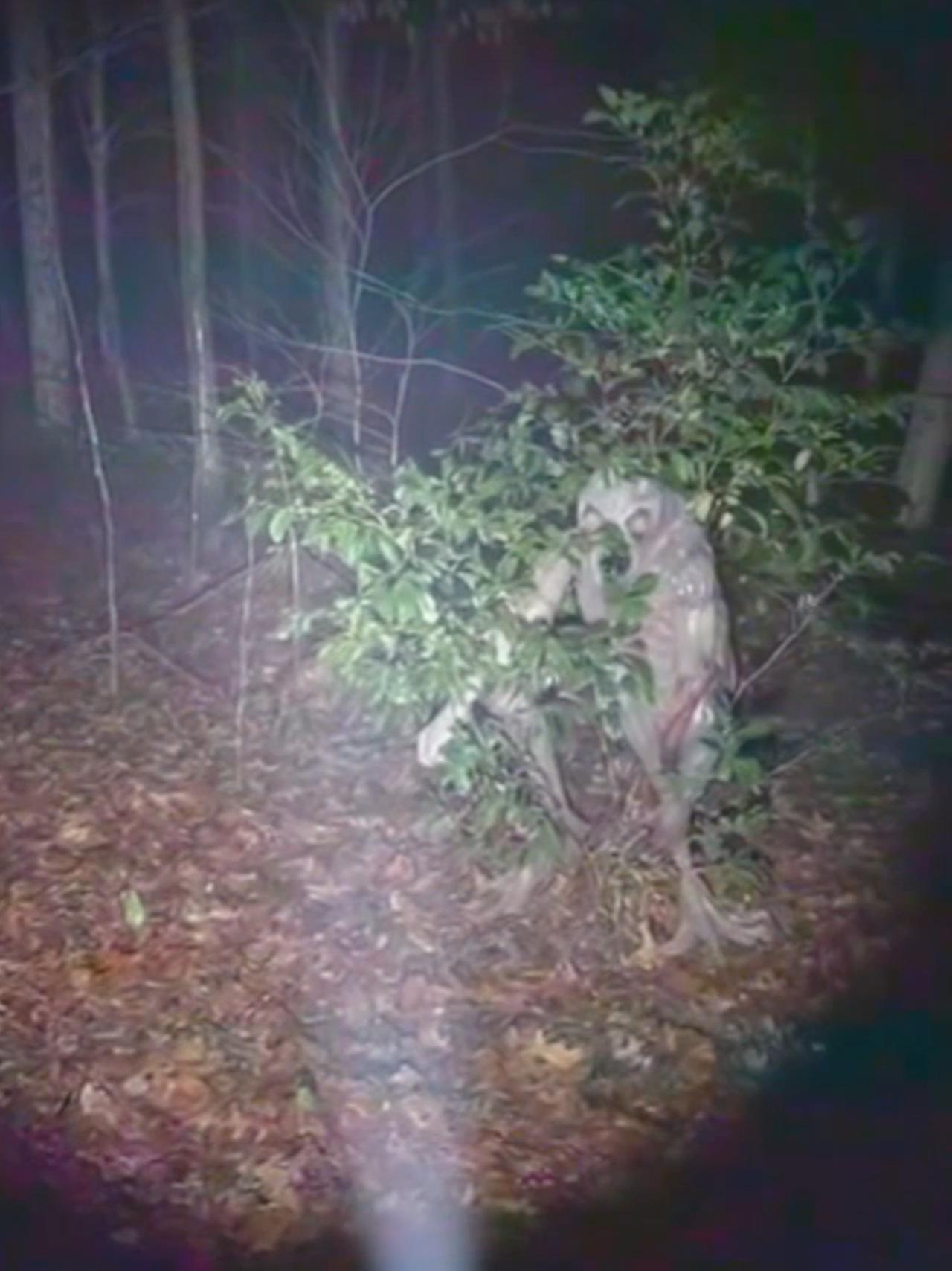 Another Injured alien in the forest #scary #alien #ufo  #uap #cryptid #monster #creepypasta #unknown #demon #paranormal