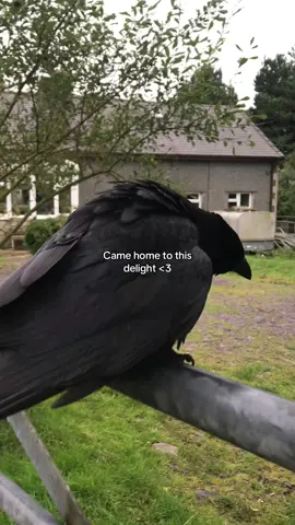 THE LITTLE TAIL WAGS  #fyp #bird #rescuebird #crow #fy 