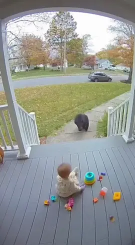 The cat didn’t even hesitate 😤🐱#cat #bear #catsoftiktok #caughtoncamera 