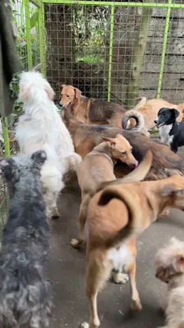 Help us feed our rescued animals, please 💔🐾 Each day we wake up to hungry eyes filled with hope — hope that someone, somewhere, will care enough to help them survive. Our shelter is running out of food, and without your support, our innocent souls will go to bed hungry. Every donation, no matter how small, fills an empty bowl and saves a life. Please, be their reason to smile today. 🙏❤️ 📞 MTN Uganda — 0764112563 (Ssemirembe Tonny) 🌍 WorldRemit & local donations accepted 💳 PayPal via link in bio #AnimalRescue #FeedTheHungry #SaveTheVoiceless #KindnessMatters #HelpAnimals   