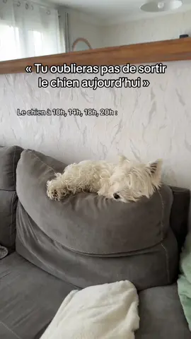 Manger et dormir, quoi de plus pour une bonne journée ? #chien #dormir #trend #westie 