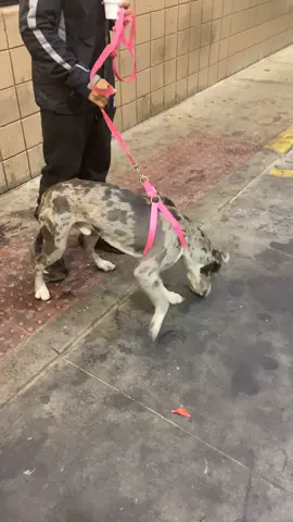 Great Dane mixed with a PITBULL🤯aint no f….ing way🤦🏾 #OnlyInNapTown😴
