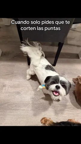 Shitzu TikTok #viral #para #dog #shitzu 