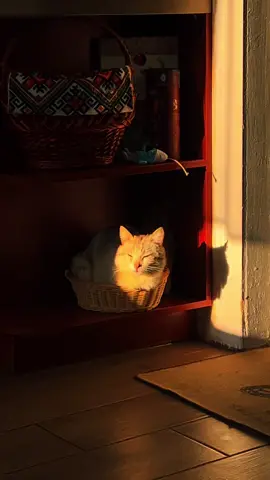 🐈✨