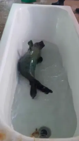 🐝 Jasper is enjoying all the extra room for activities in the big bath! You support this goofy guy on his journey back to the wild by adopting here www.sealrescueireland.org/product/adopt-seal/