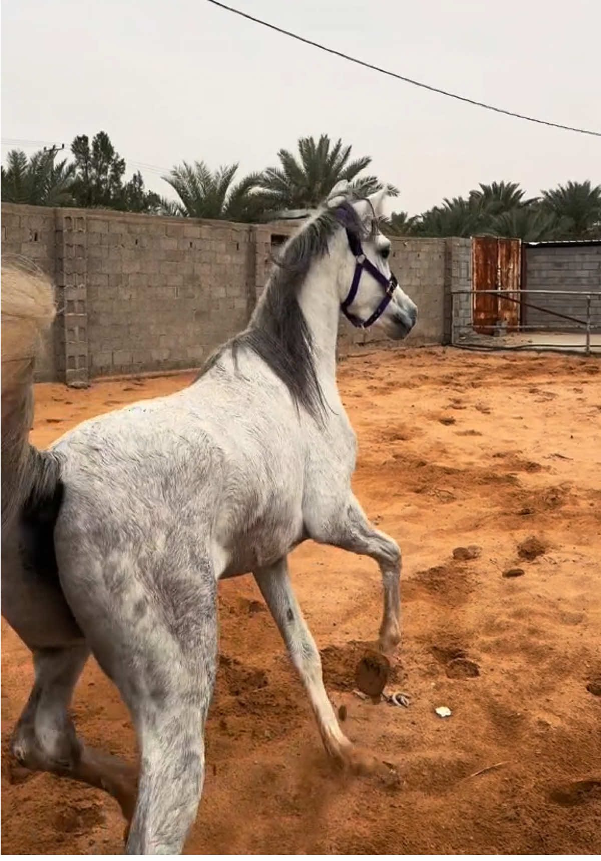 من ارشيف الشيخ شهاب بسم الله علييه ♥️♥️ #خيل_وخياله🐎 #fyp #explore #سكاكا 