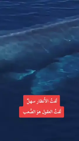 #عابر_سبيل 