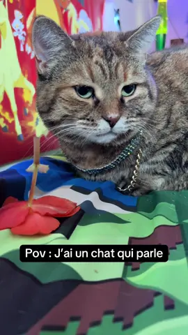 “Enlève-moi pas ma fleur, je te mange.” #cat #catsoftiktok #nora #animals #tigercat 